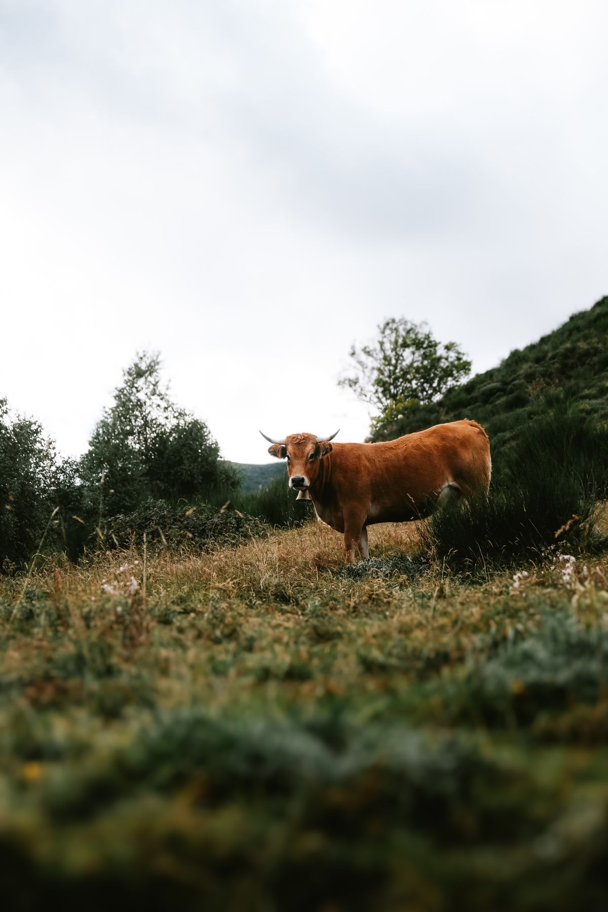 Vache dans un pâturage