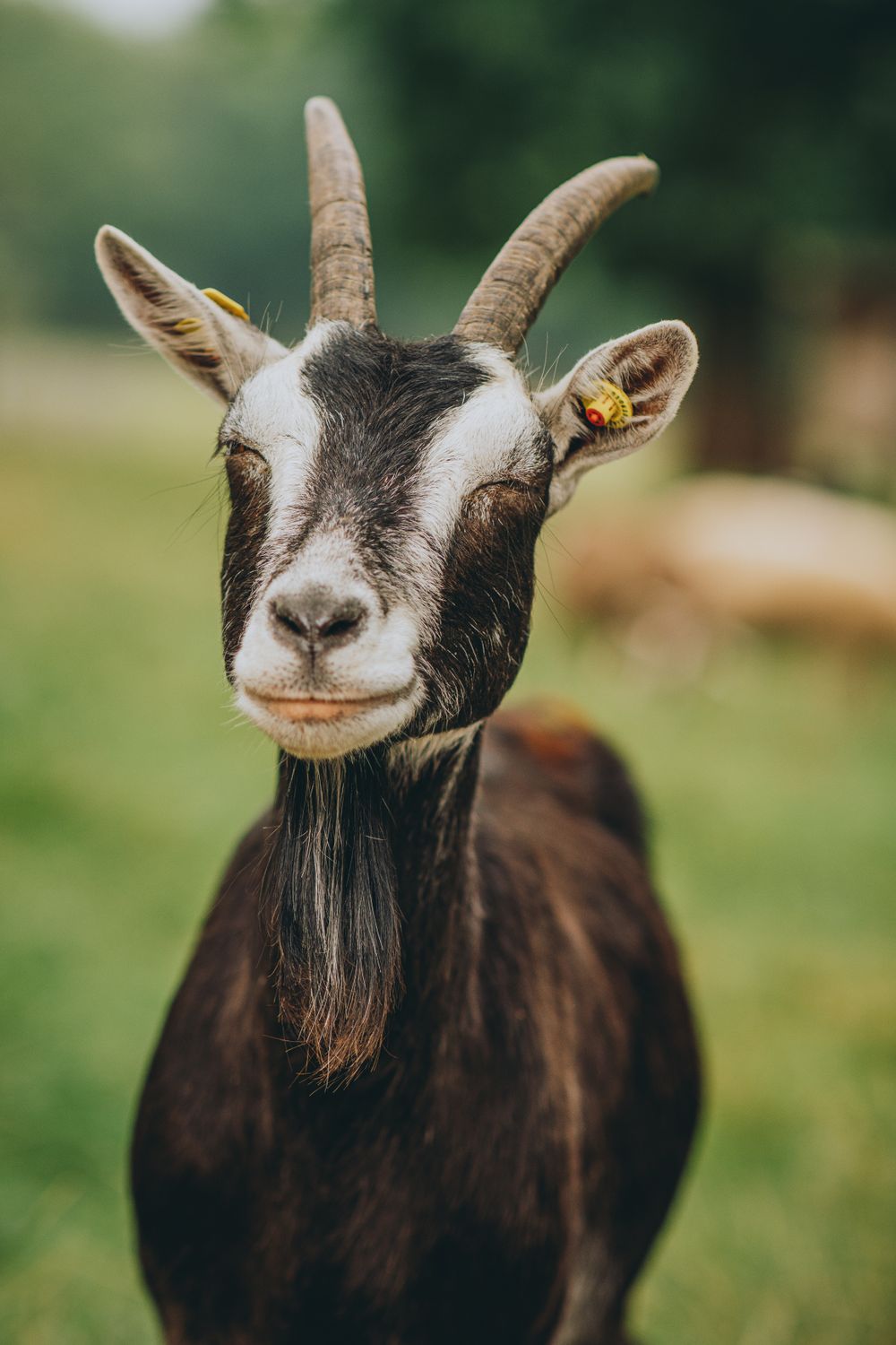 Chèvre dans un environnement naturel