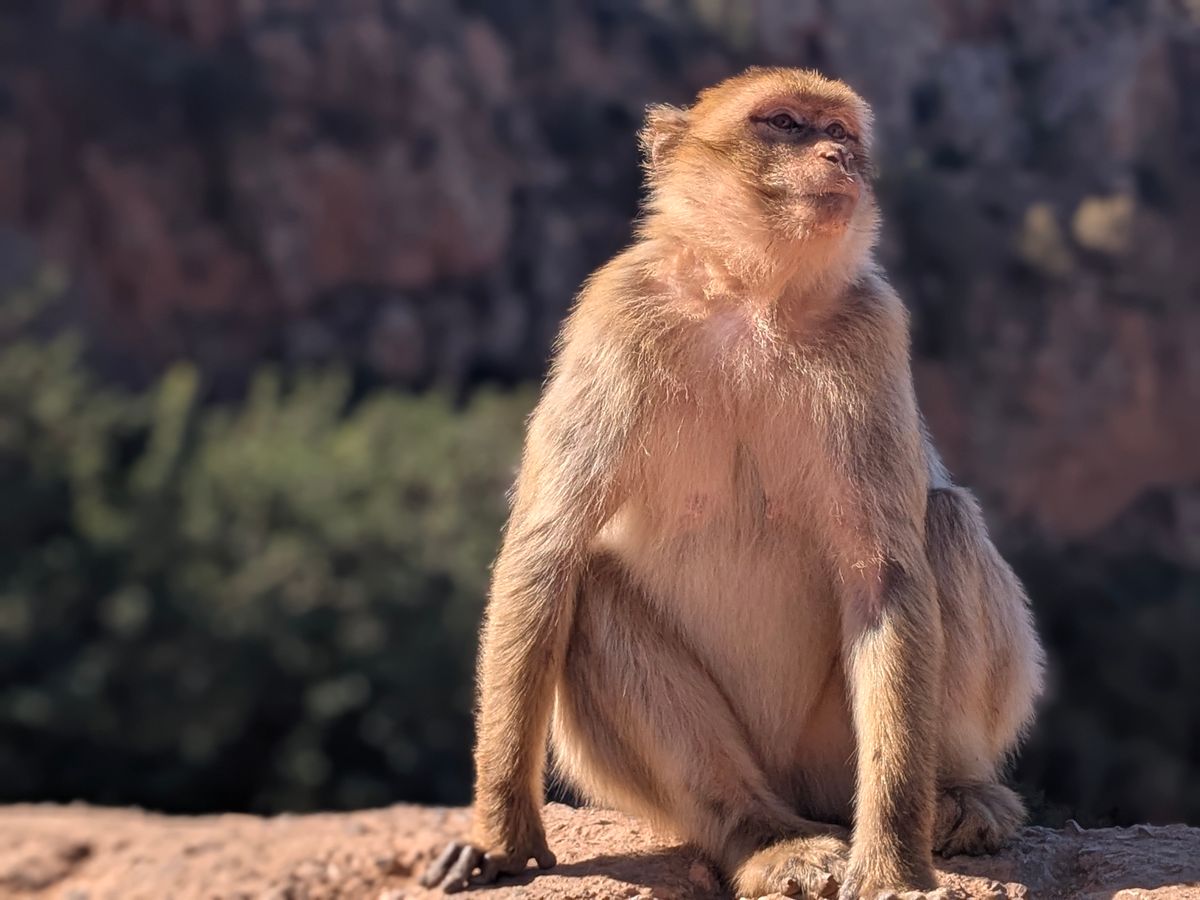 Macaque de Barbarie