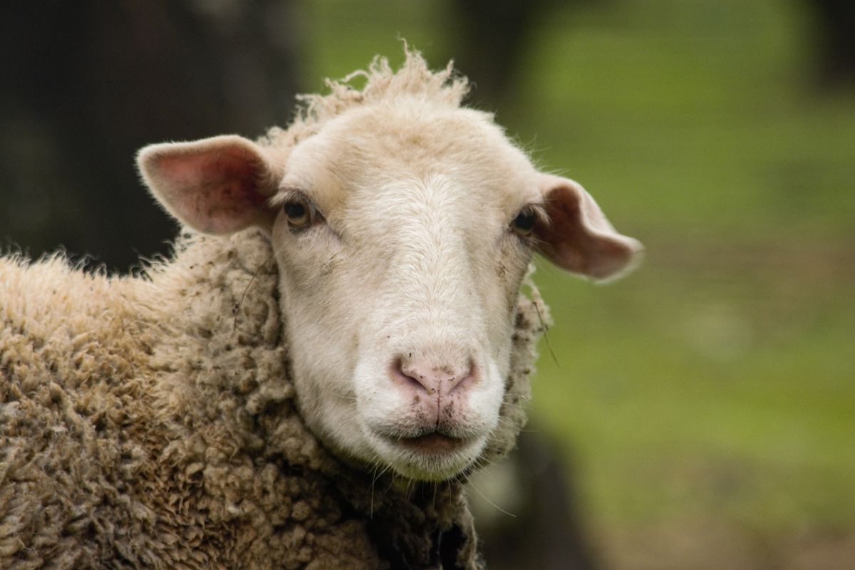 Portrait d’un mouton
